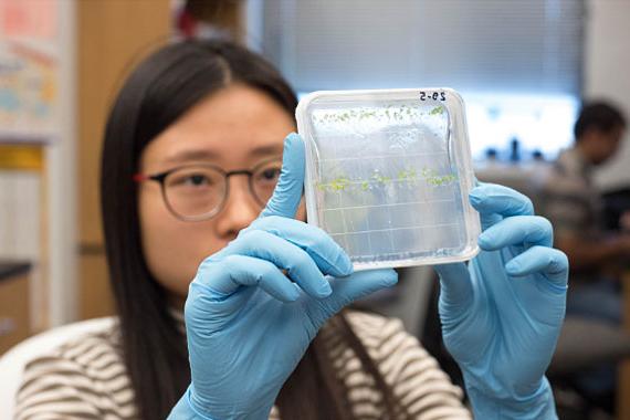 Student examining lab specimen